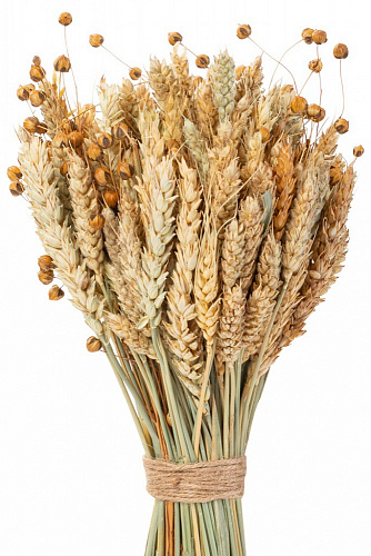 Букет из сухих колос. культур (пшеница,лен) h480мм арт.40866