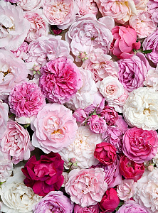 ФОТОПАННО В1-087 Крупные цветы 200*270 DIVINO DECOR в интернет-магазине Город Мастеров